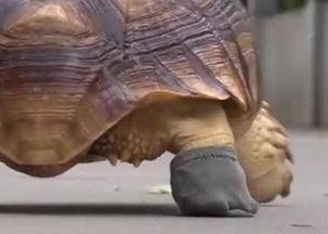 广州乌龟爆料案件最新,揭秘背后惊人真相与法律较量